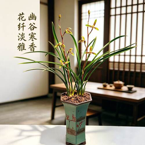 翠羽丹霞 大叶金边寒兰（新八种）转色花 花香浓郁（10月开花苗）
