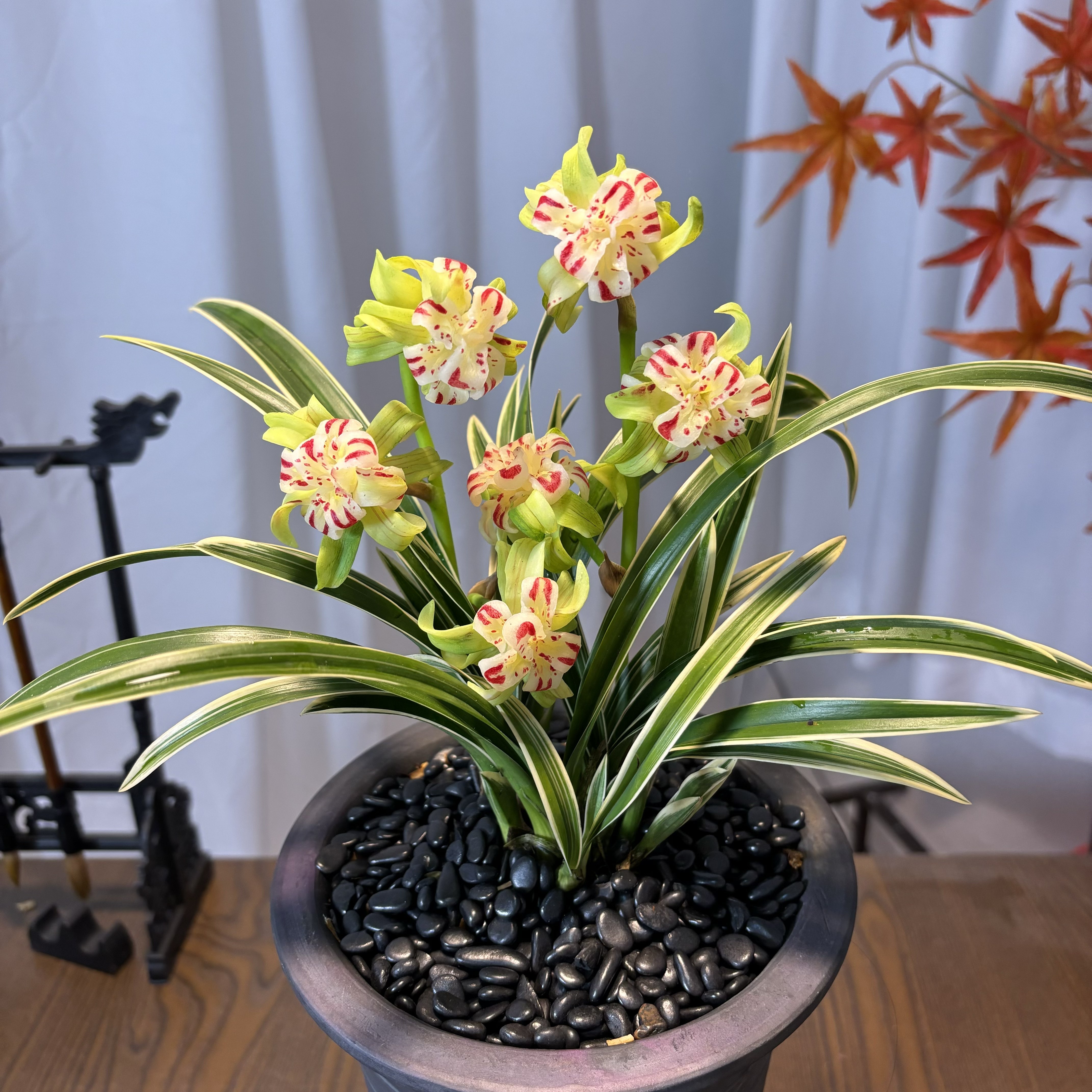 月下美人-老种四季建兰 带金边叶艺开奇花浓香型 好养易成活 兰花