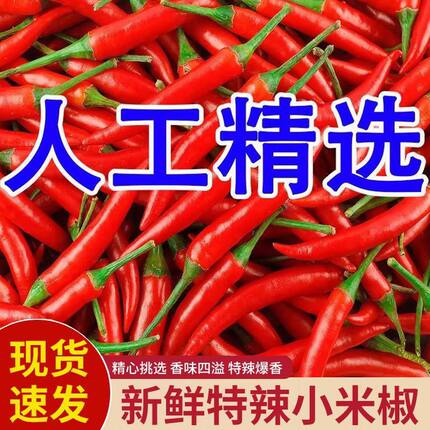 四川自贡盐帮菜现摘新鲜特辣青红小米辣椒朝天椒泡椒剁椒小尖辣椒