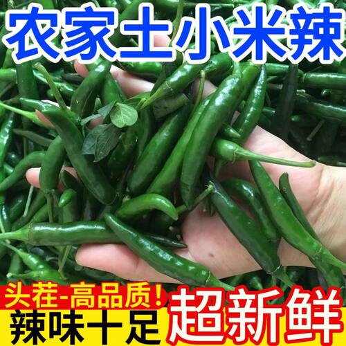 现摘特辣微辣青小米椒青小尖椒