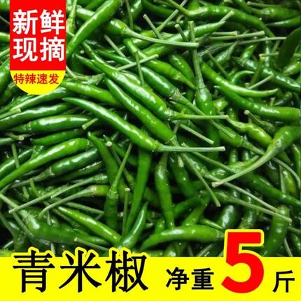 特辣现摘现发青小米辣椒朝天辣椒泡椒剁椒小尖辣椒当季蔬菜青海椒