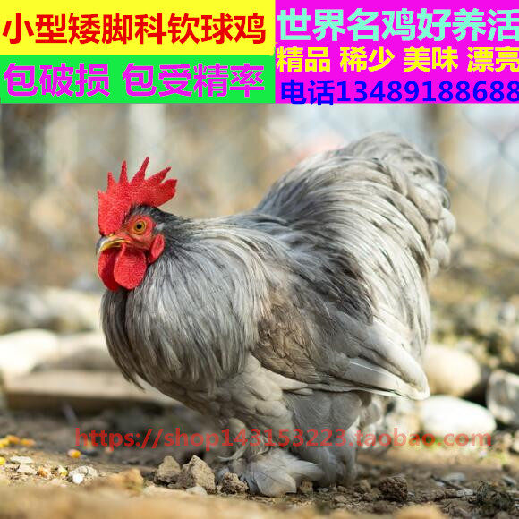 进口观赏鸡白色科钦球鸡蛋受精种蛋可以孵化小型日本球球萌宠物鸡