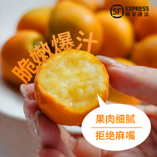皮薄肉厚无籽多汁礼盒装正宗广西融安脆蜜金桔金柑第三代现摘现发