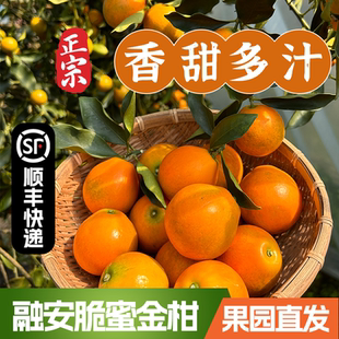 无籽多汁皮薄肉厚纯甜正宗广西融安脆蜜金柑第三代自有果园现摘
