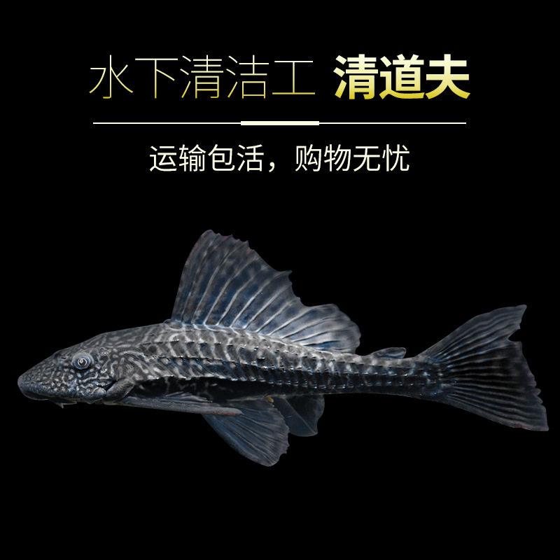 熱帶魚清道夫魚清潔魚吃垃圾魚活體 琵琶魚除藻魚觀賞魚活體魚在類目 寵物/寵物食品及用品, 水族世界, 魚中 - 來自Buy2taobao.com提供專業的淘寶代購服務