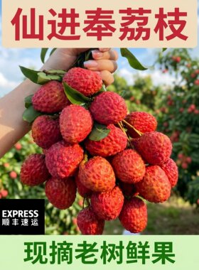 广西荔枝仙进奉荔枝麻垌荔枝正宗仙进奉2斤/4斤顺丰包邮