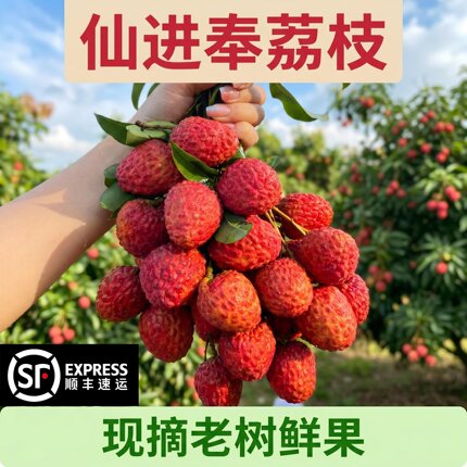 广西荔枝仙进奉荔枝麻垌荔枝正宗仙进奉2斤/4斤顺丰包邮