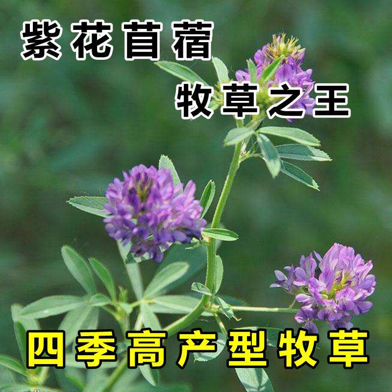 多年生紫花苜蓿种子牧草之王蜜源家禽牛羊鱼兔通用高产苜蓿草种籽