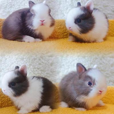 兔子双血统活体兔子侏儒兔