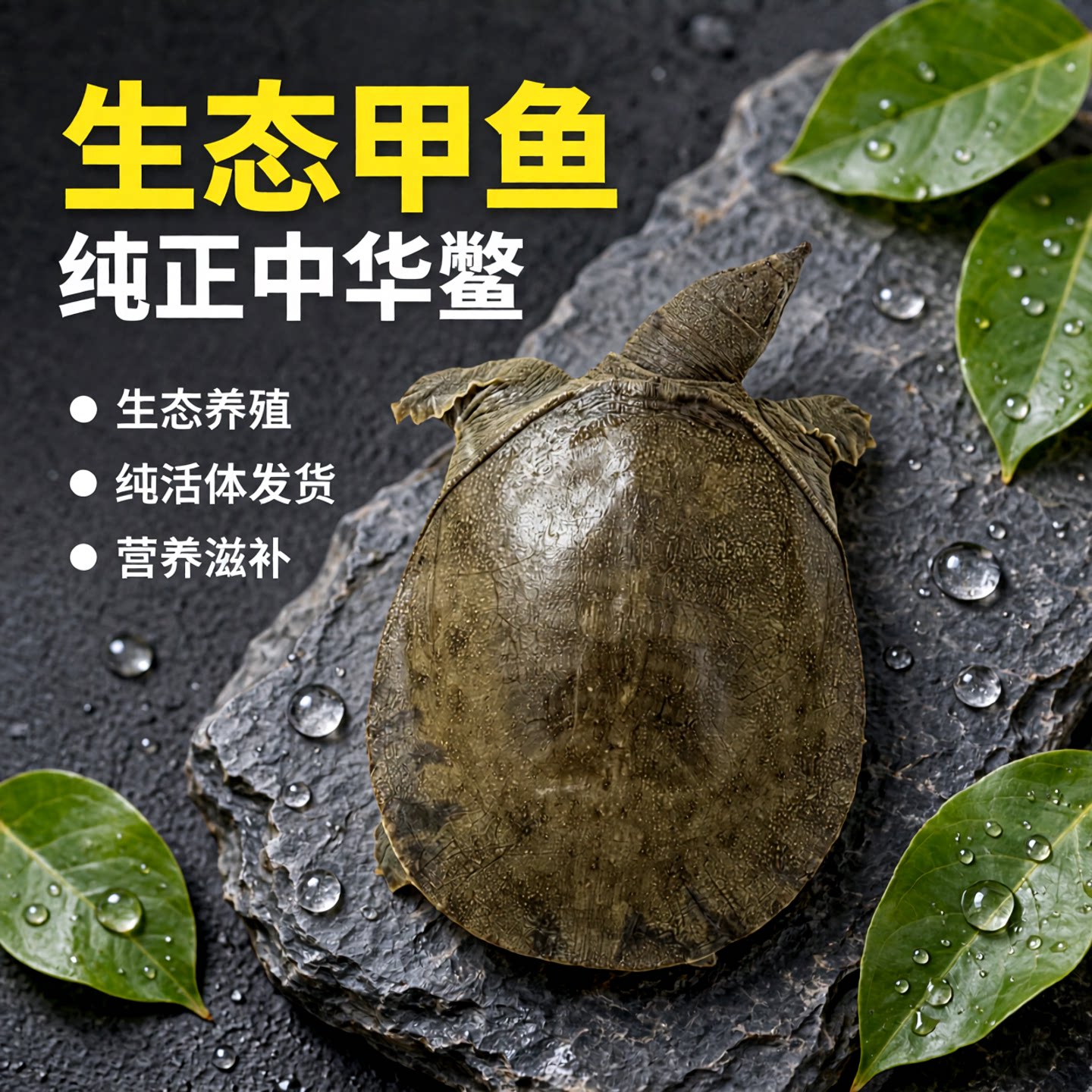 湖南汉寿鲜活中华鳖生态甲鱼