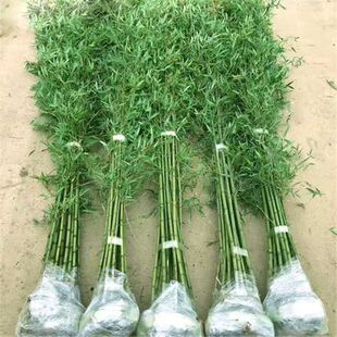 包邮四季竹子苗庭院室外院墙植物北方观赏盆栽紫青竹黄金竹罗汉竹