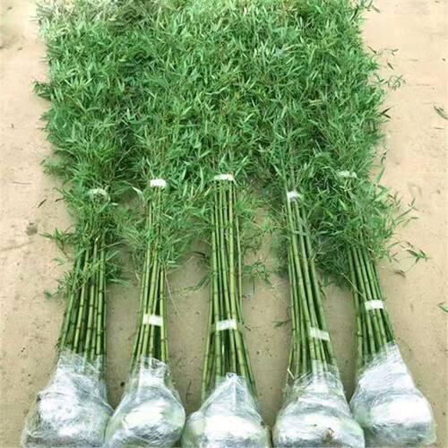 包邮四季竹子苗庭院室外院墙植物北方观赏盆栽紫青竹黄金竹罗汉竹