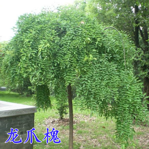 南北方种植树苗木龙爪槐黄金槐国槐正宗嫁接垂槐庭院别墅绿化树苗