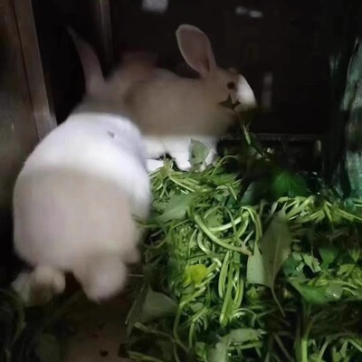 梅州大埔农家散养新鲜4.5斤左右