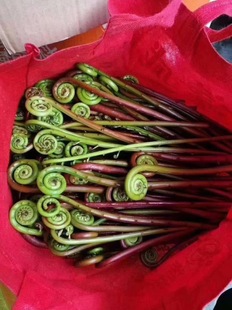 梅州客家新鲜蕨菜泡水大山赤蕨拳头菜 兴宁五华蕉岭平远大埔 1斤