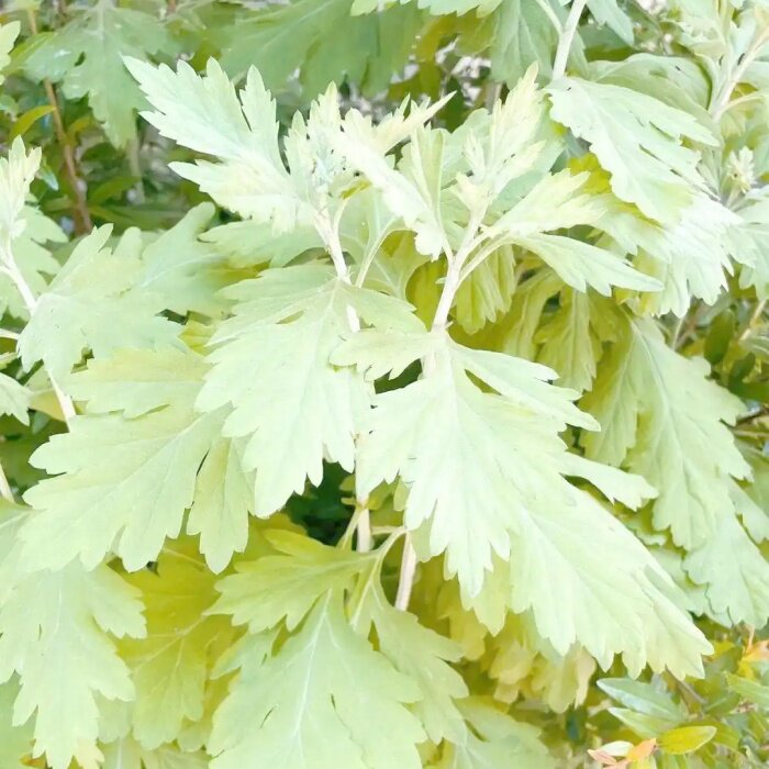 纯天然艾草种子中草药可食用艾蒿香草植物四季易种植阳台盆栽绿植