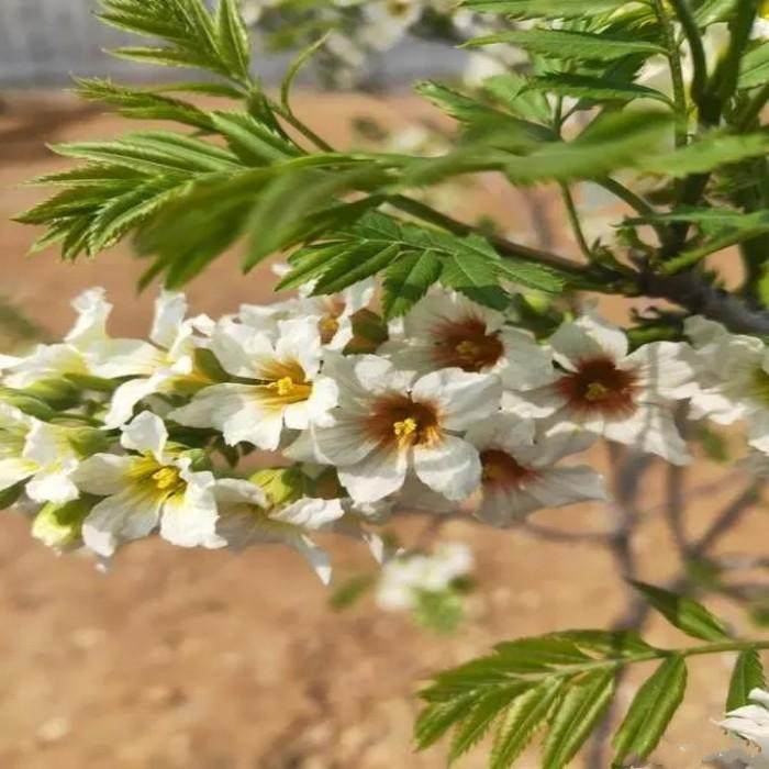 正宗文冠果树苗文光果种子庭院地栽崖木瓜耐寒风景绿化植物种籽
