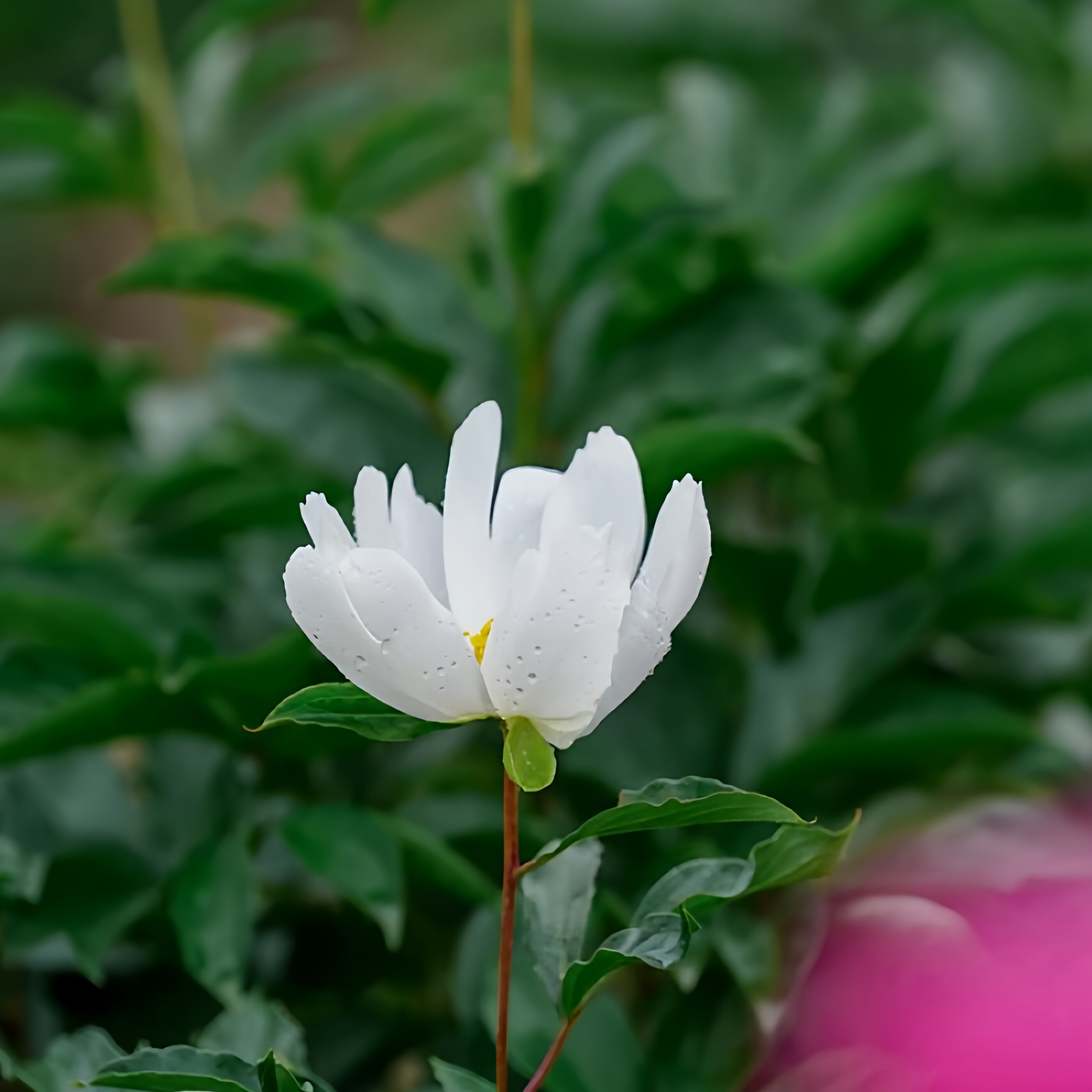 东北正宗山芍药种苗四季常开白花中草野芍药种子盆栽家庭园艺易活