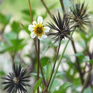 中草药鬼针草种子粘人草鬼钗草籽春秋种植易种药用植物药材种子