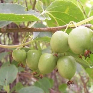 正宗软枣子东北红心猕猴桃种苗庭院地栽盆栽耐寒爬藤绿植简单易活