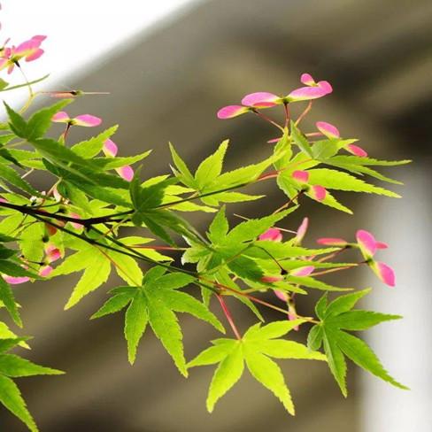 耐寒植物四季常青盆栽图片