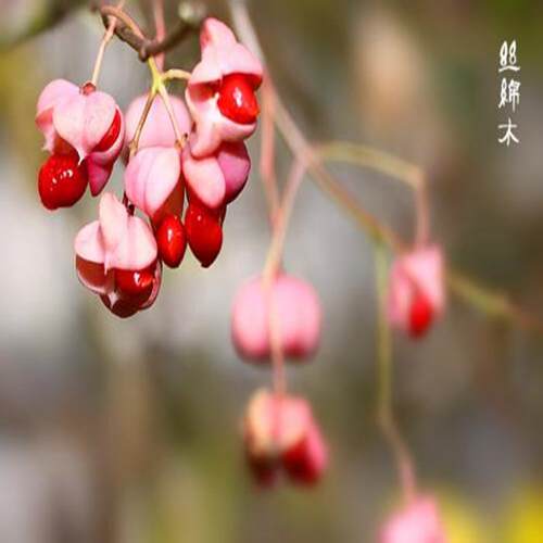 东北正宗桃叶卫矛树苗明开夜合