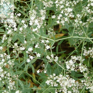 东北长蕊石头花种子中草药山苜楂丝石竹满天星根苗庭院栽简单易活