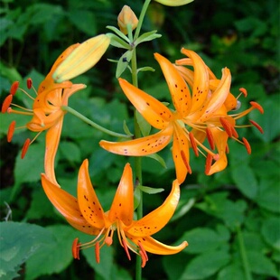 东北百合球根轮叶百合种苗美观花卉盆栽植物鳞状根茎耐寒虎斑百合