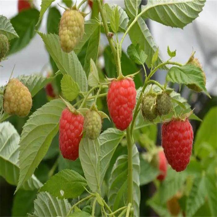 东北树莓中草药植物覆盆子根苗阳台盆栽庭院地栽绿植耐热耐寒包邮