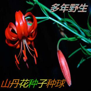 东北中草药植物山丹花细叶百合园艺花卉卧室阳台种植观赏盆栽易活