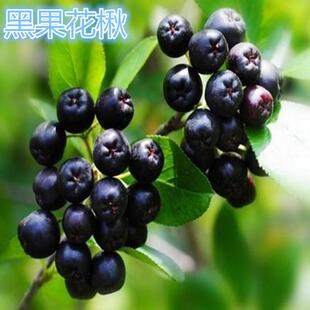 东北正宗黑果花楸树苗中药不老莓种苗庭院地栽盆栽灌木苗简单易活