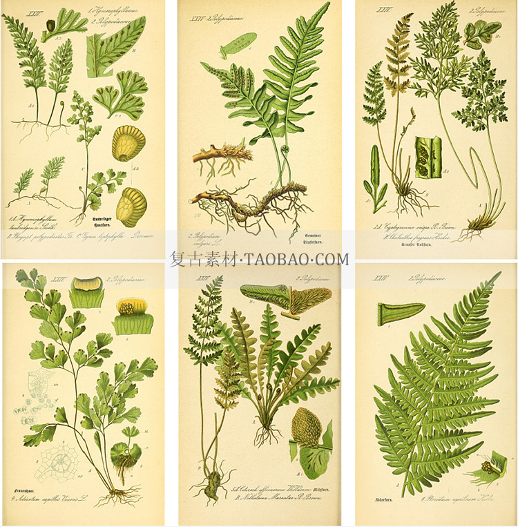 复古德国手绘植物花卉装饰海报临摹绘画设计junkjournal手账素材