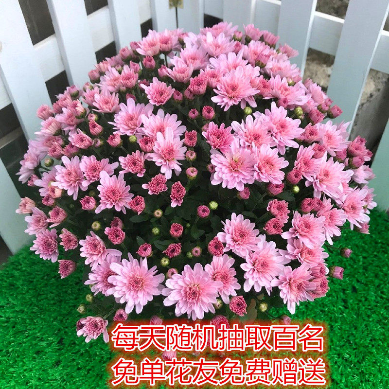 非洲菊盆栽价格 非洲菊盆栽图片 星期三