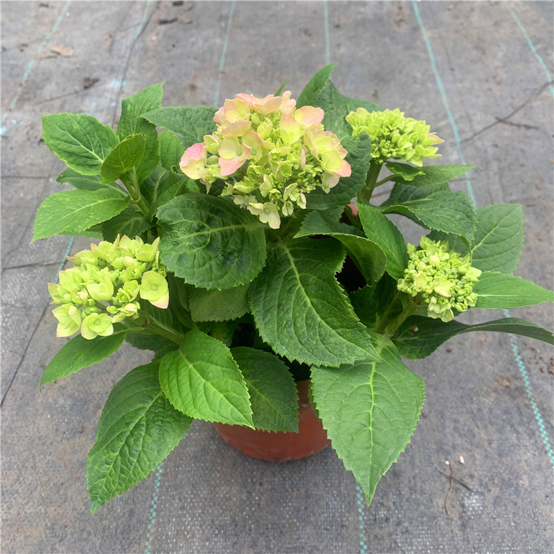 花卉绣球木本阳台庭院春夏美观