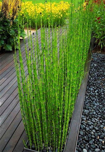 木贼植物质量怎么样 木贼植物口碑怎么样 小麦优选