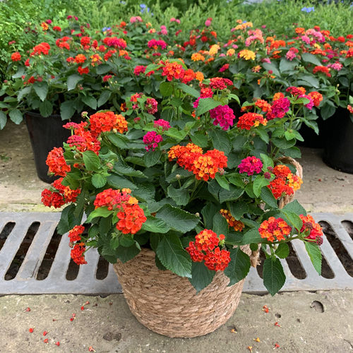 五色梅盆栽花苗庭院阳台花卉马樱丹大苗绿植发货包邮