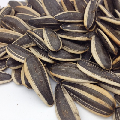 瓜子2025新货内蒙古363大瓜子