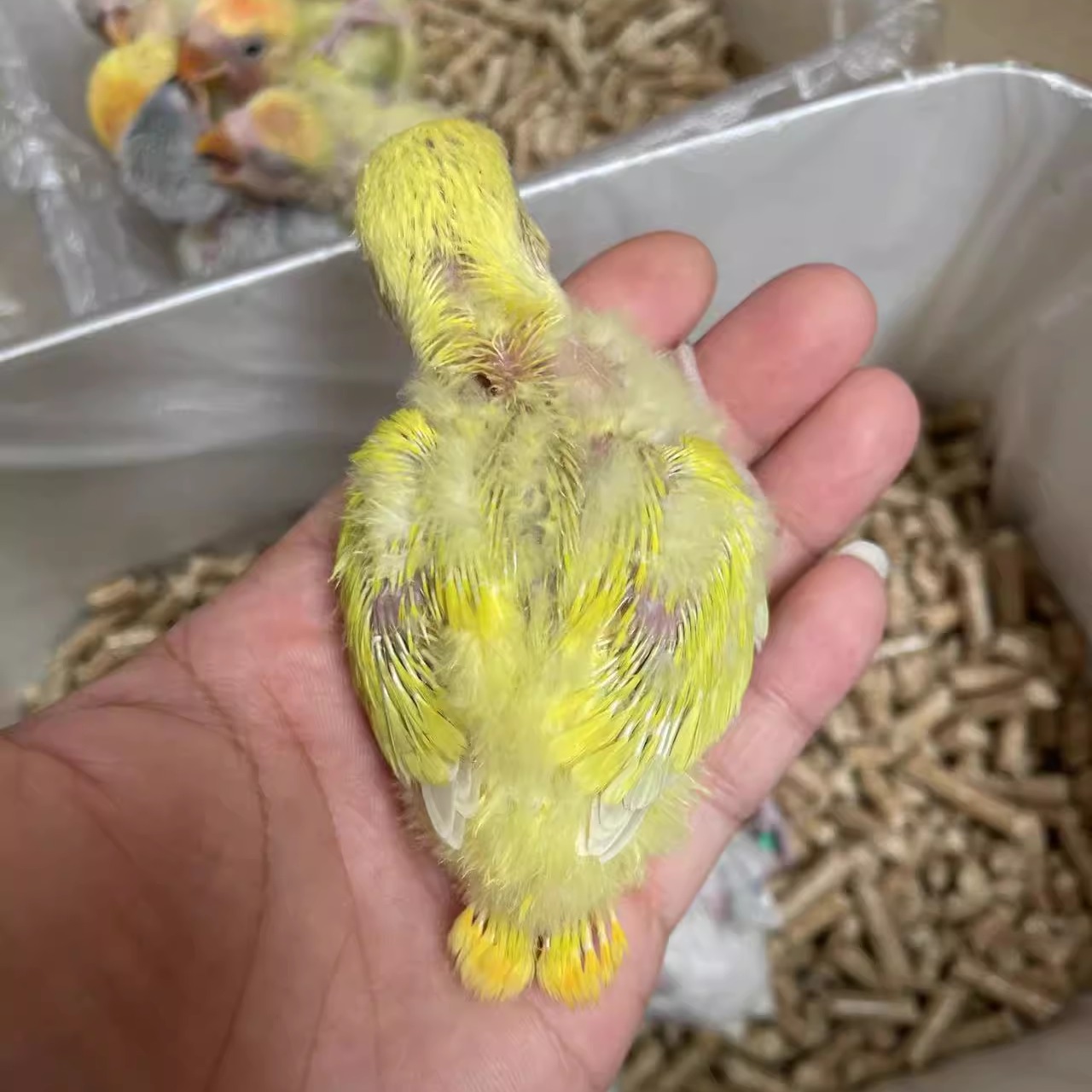 牡丹鹦鹉半毛幼鸟活体金头澳闪苹果绿澳闪黄澳闪松熏薄荷绿澳闪