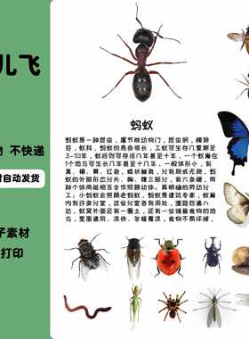 A193幼儿园自然角昆虫王国虫儿飞蝴蝶蜜蜂生长习性介昆虫结构素材
