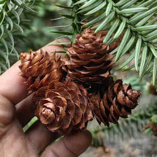 纯天然杉果 杉树球 干杉树球 杉果 杉树果 杉木果子 杉塔中药材