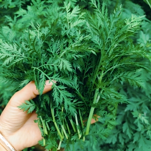 精选新货野生青蒿中药材黄花蒿干货清热下火蒿子臭蒿正宗青蒿子