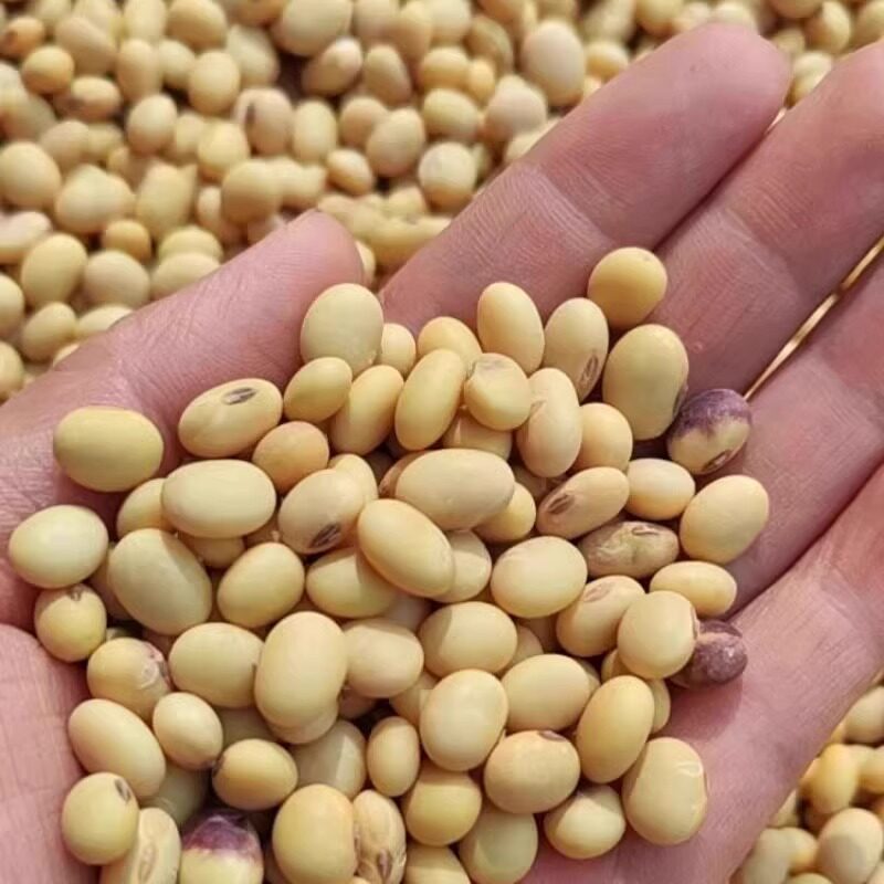 5斤老品种黄豆农家自种非转基因大豆黑肚脐发豆芽打浆香味浓郁