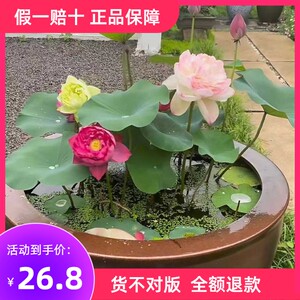 大型观赏荷花盆栽水养根苗莲藕盆栽室外碗莲盆养鱼池带芽包活开花