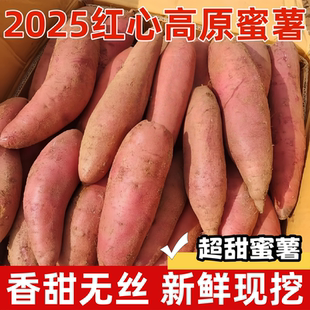 云南高山蜜薯红心番薯高山红心蜜薯云南沙地蜜薯现挖现发高山红心