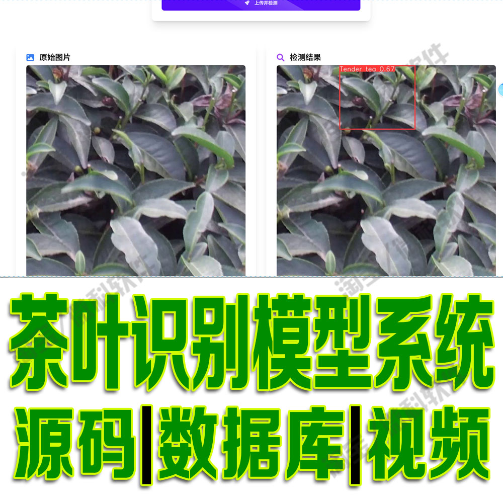 茶叶嫩叶识别系统yolov8模型数据分析flask深度opencv源码python
