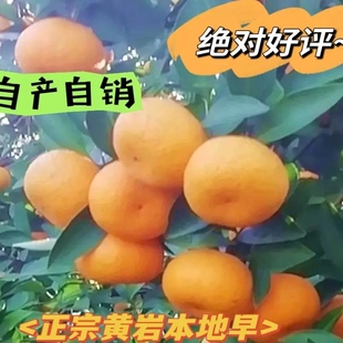 浙江台州黄岩蜜桔水果自产自销当季甜脆多汁桔子农产品黄岩本地早