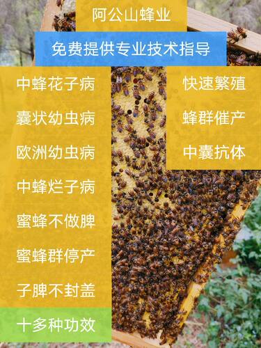 中蜂花子抗体囊状幼虫病蜜蜂