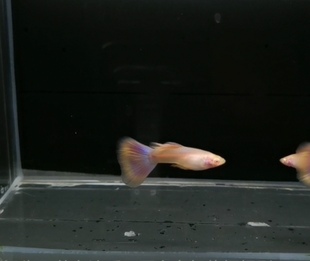 热带鱼孔雀鱼金粉莫斯科子白字纯种淡水观赏鱼