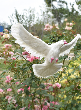 仿真模型和平鸽婚礼道具动物标本