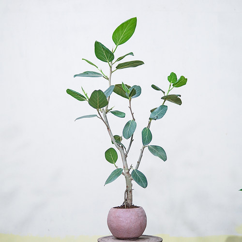 孟加拉榕室内耐阴大叶植物